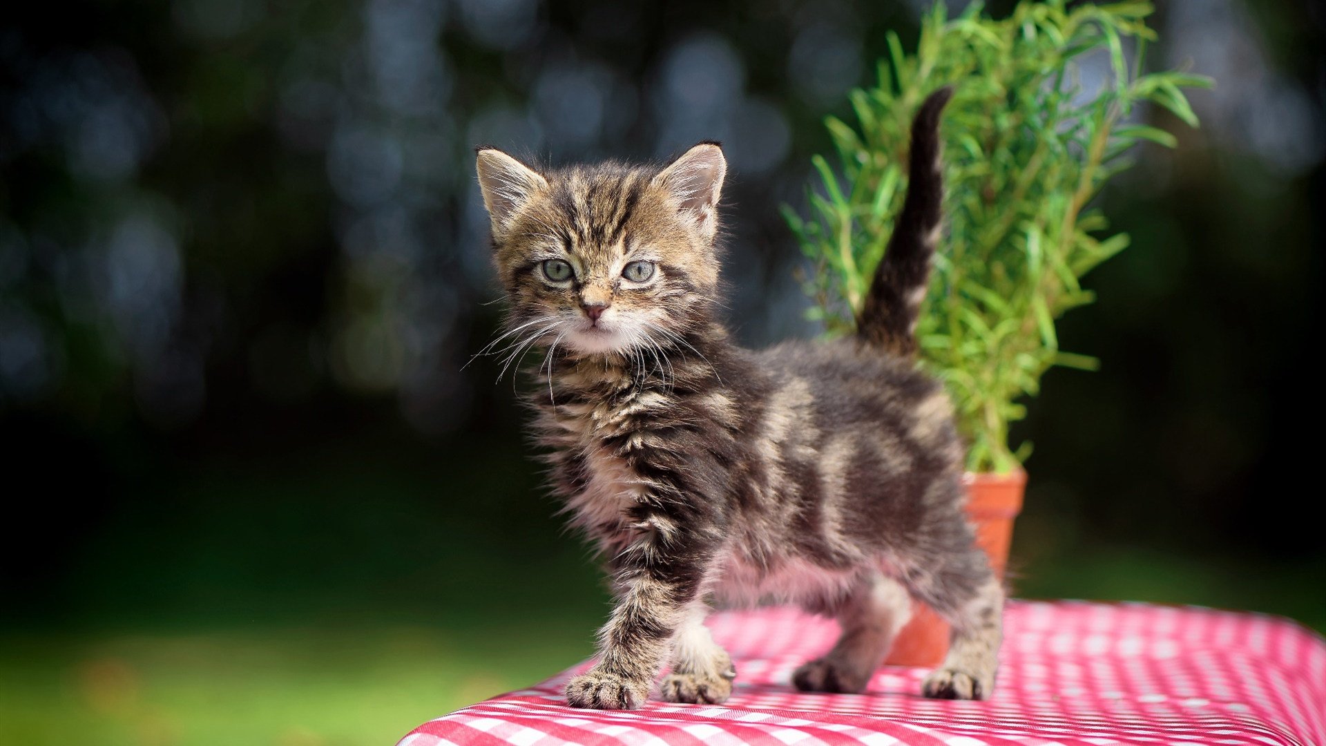 湖人对阵广东队,约基奇惊世三双演绎篮球哲学