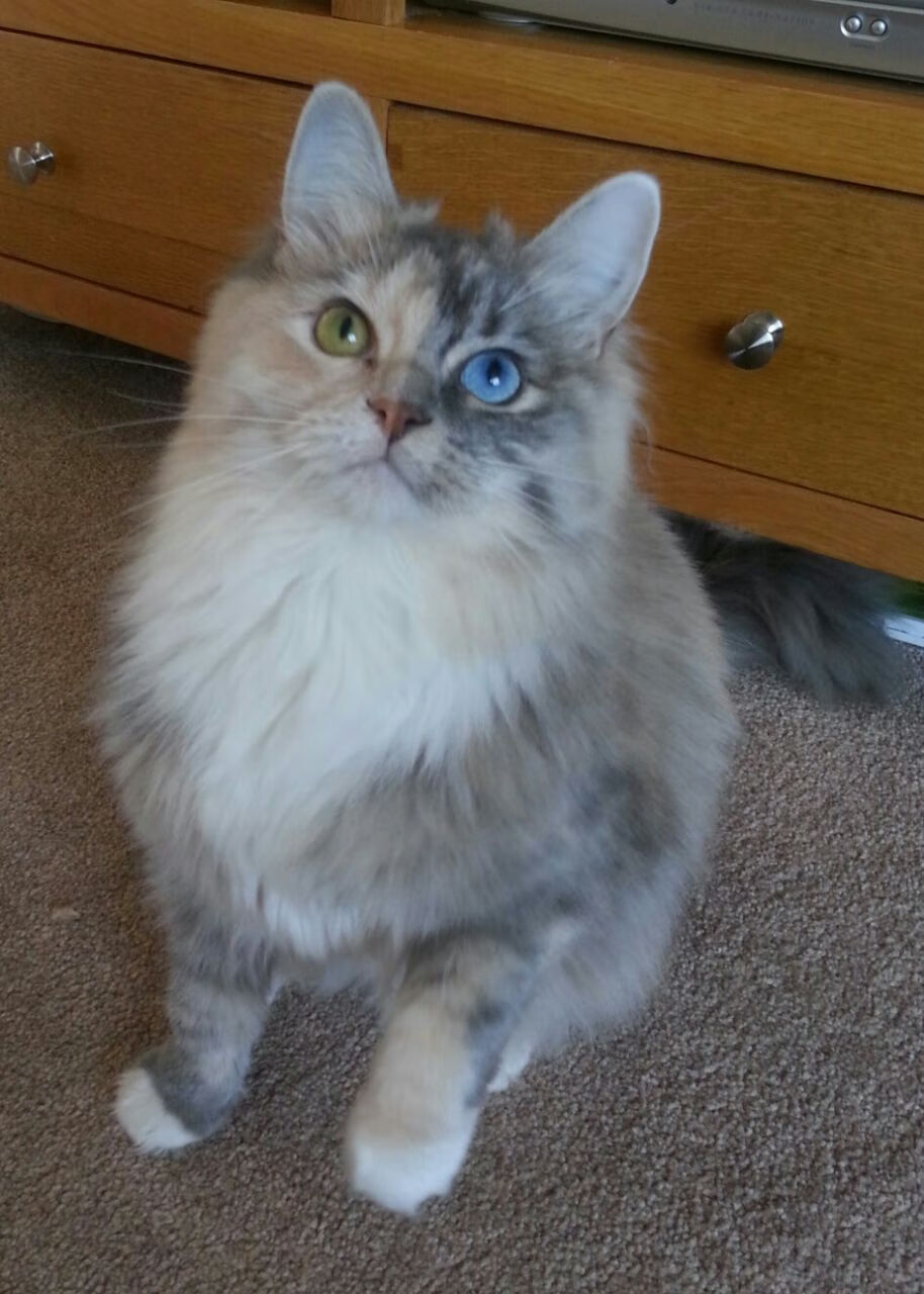 英超争冠之夜，杜兰特完美发挥照亮体育星空