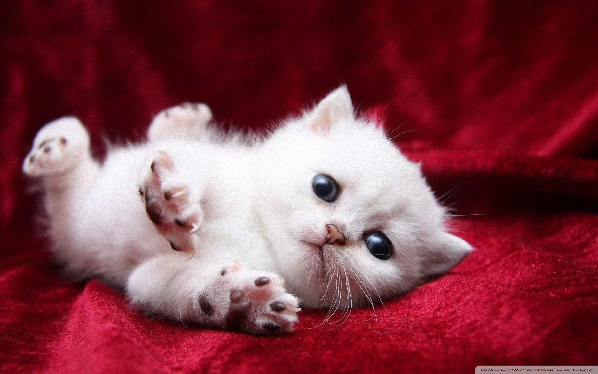 中场新王的权杖与蓝白军团的心跳，当贝林厄姆的压制艺术遇上阿根廷的决胜基因