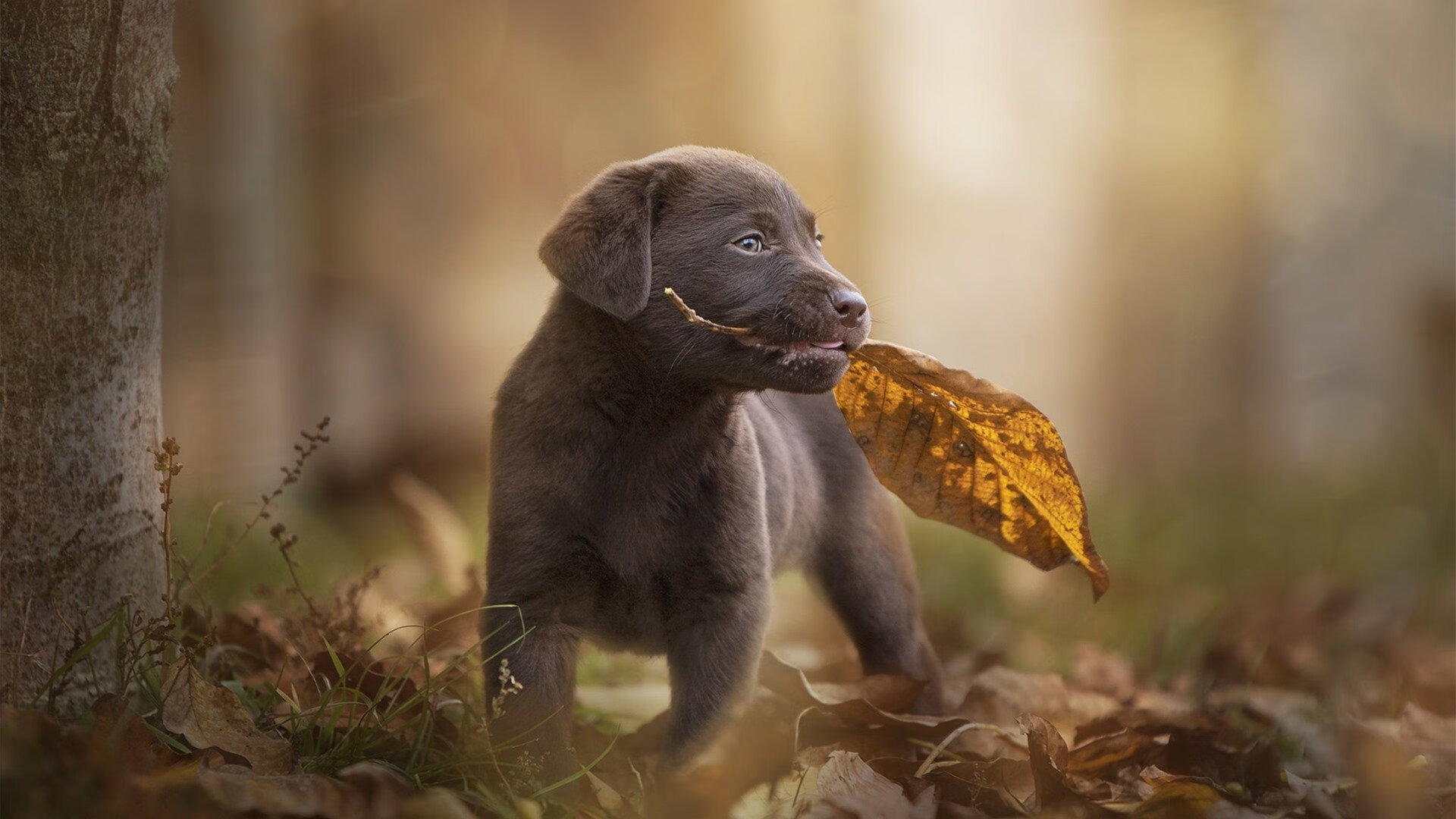 基耶萨爆发与沙漠之狐的加时绝唱，绿茵场上永不熄灭的激情火焰