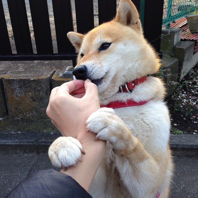 节奏大师布雷默,NBA季后赛之夜的灵魂引擎