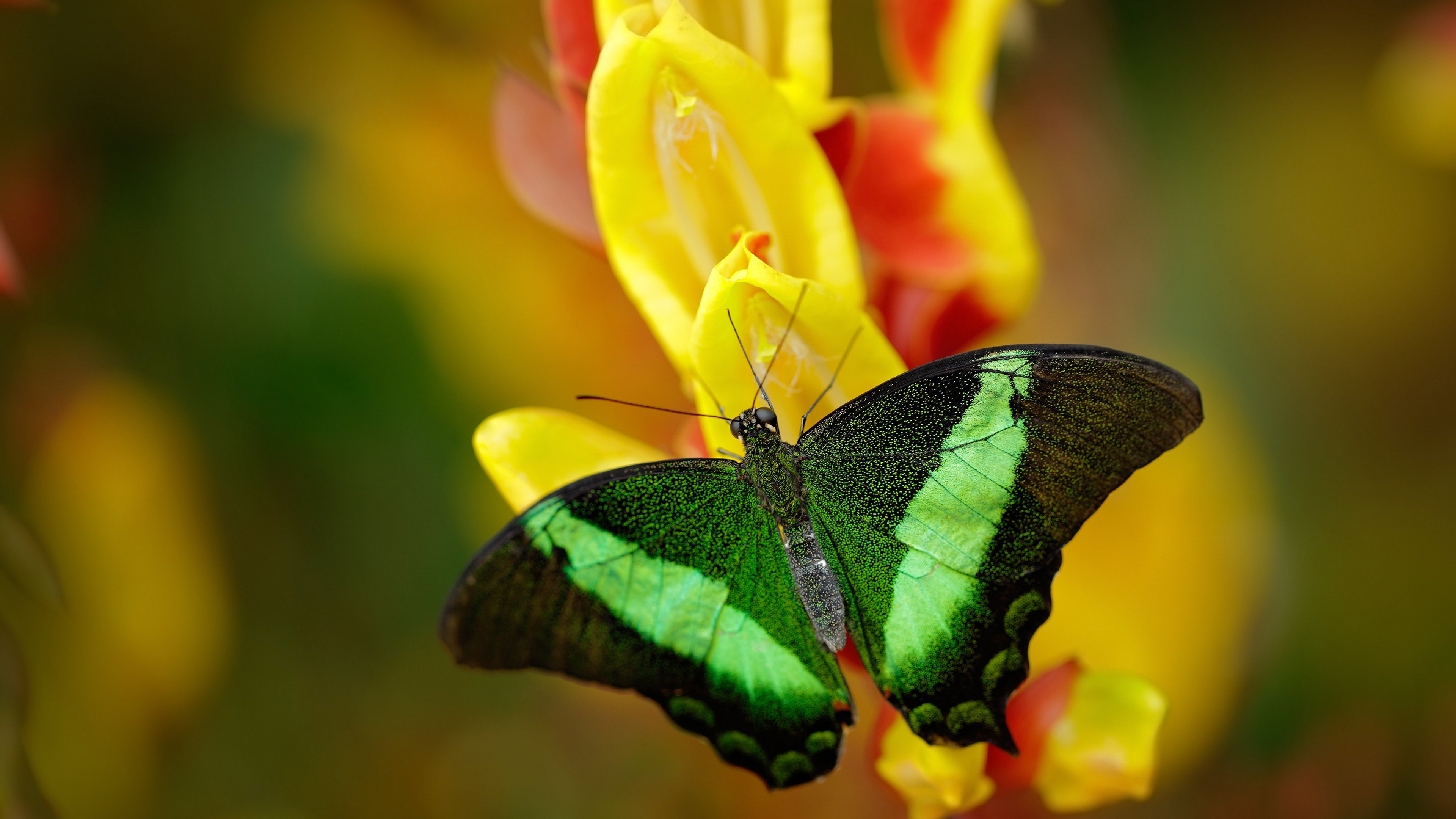 中美球场,异曲同工,霍勒迪季后赛封神与雷霆鏖战山西的竞技交响