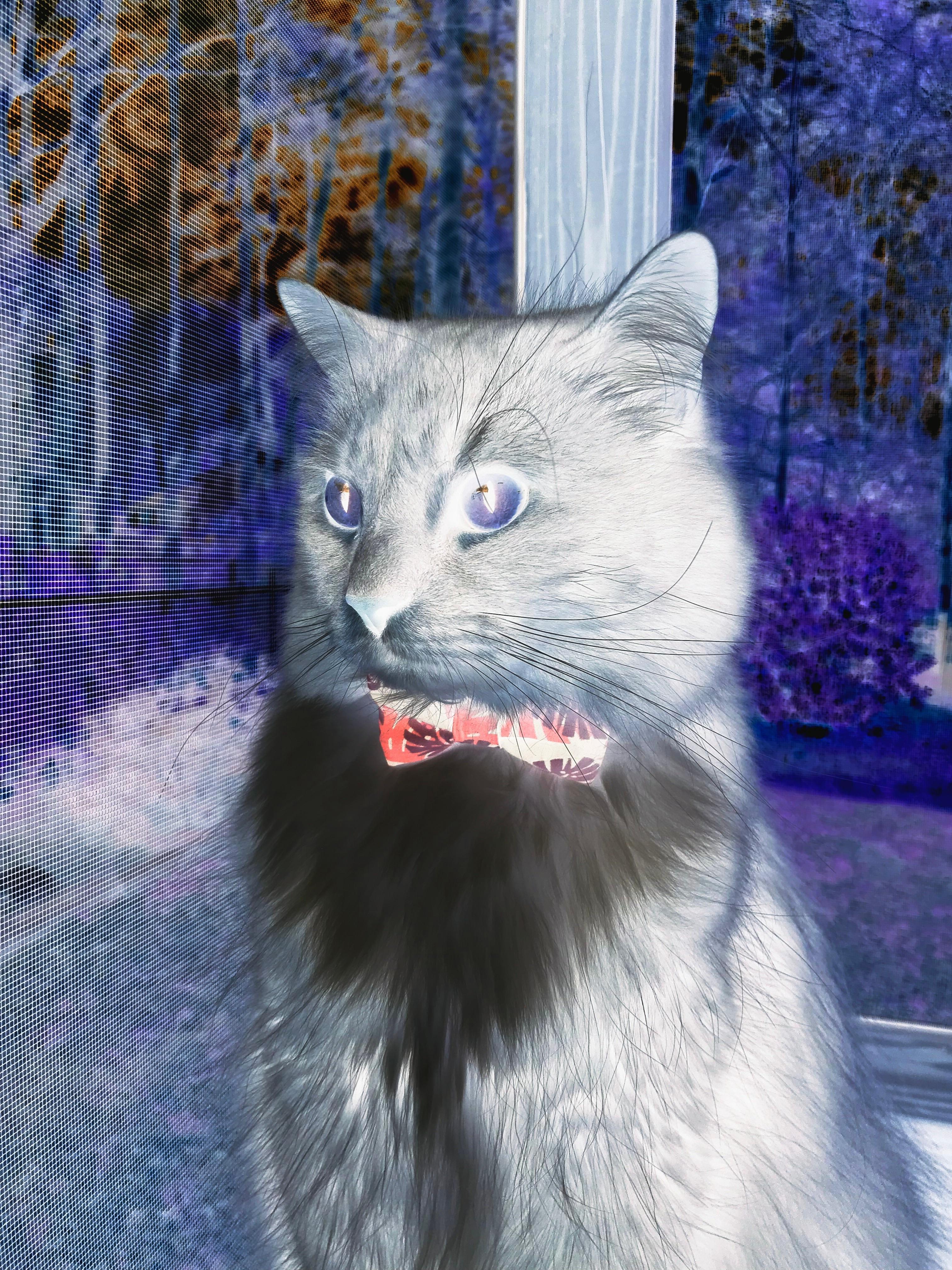 黄昏锋芒，当凯尔特人带走太阳，西亚卡姆在暗处写下自己的接管宣言