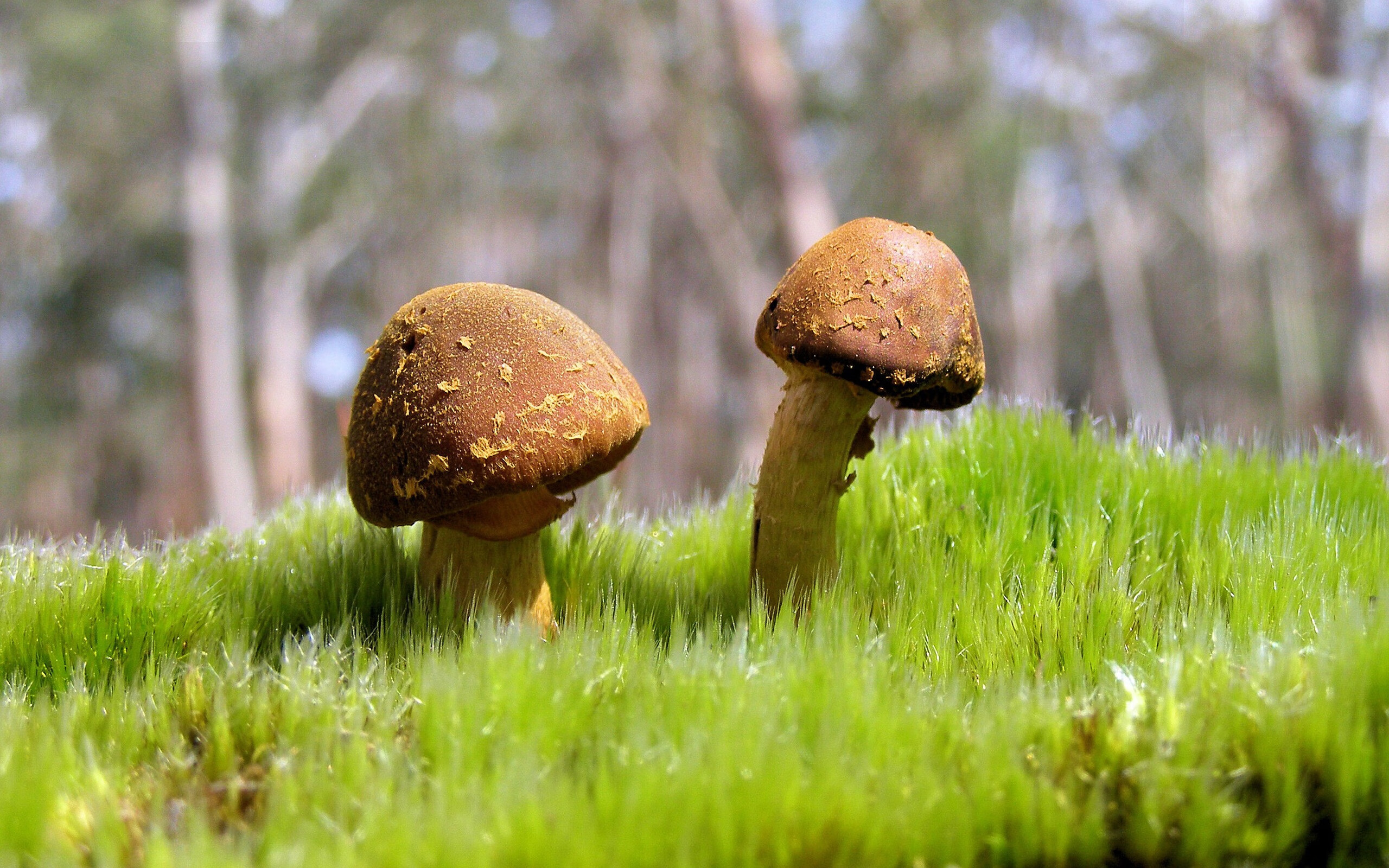 完美哈弗茨弑杀祖国！切尔西基因撕裂德国战车