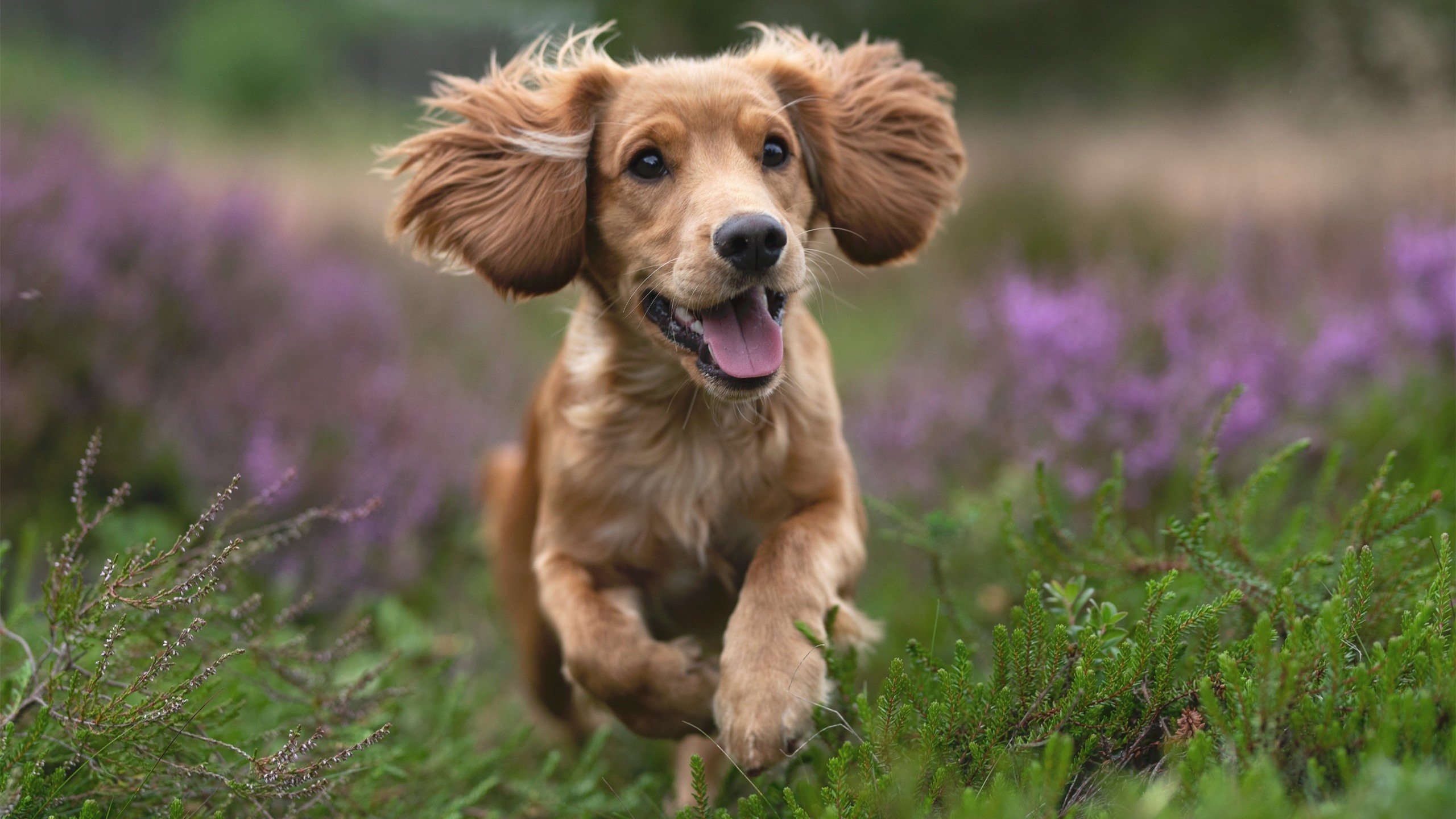 红魔利刃重铸锋芒，蓝黑军团上演逆转奇迹，足球世界的双重奏