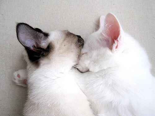 步行者绝杀黄蜂,约基奇式统治力在F1争冠赛中闪耀