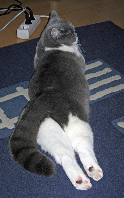 曼城客场强势晋级,努涅斯高光表现难掩蓝月亮光芒