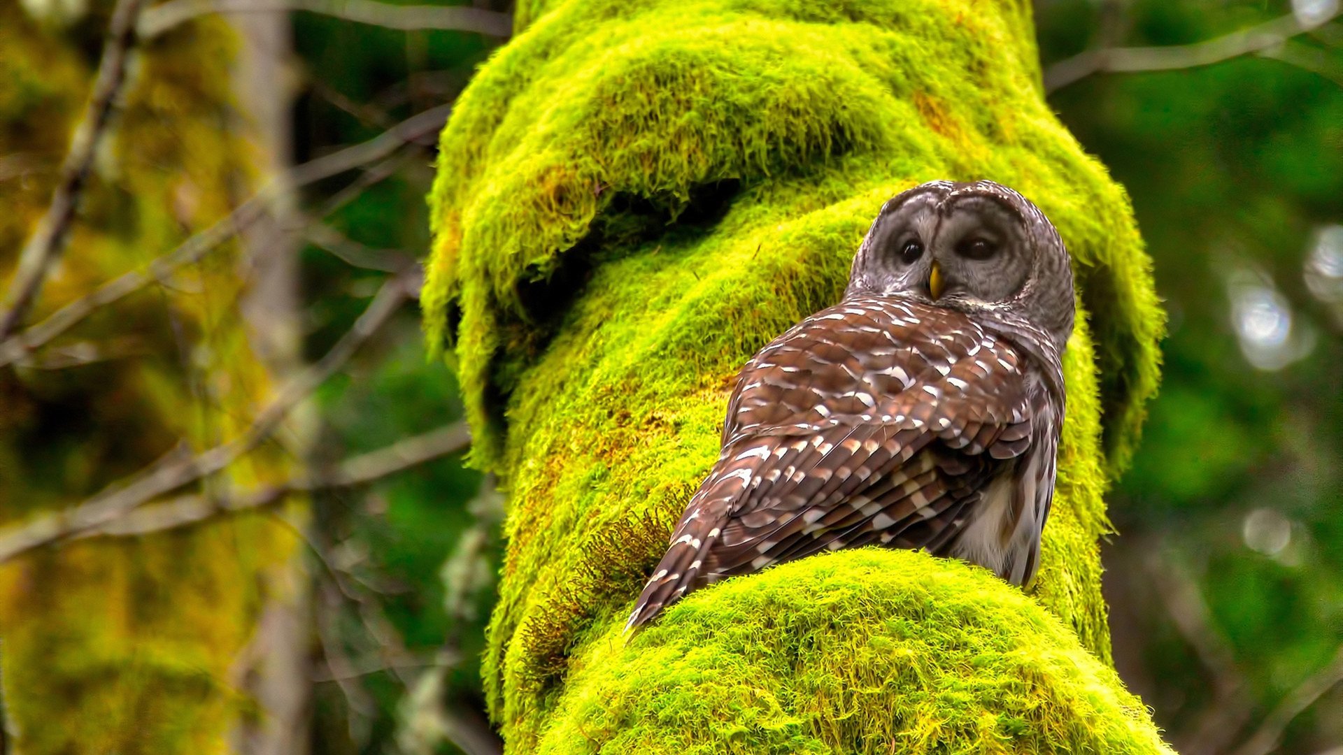 冷夜杀手,布雷默在F1揭幕战之夜持续制造杀伤