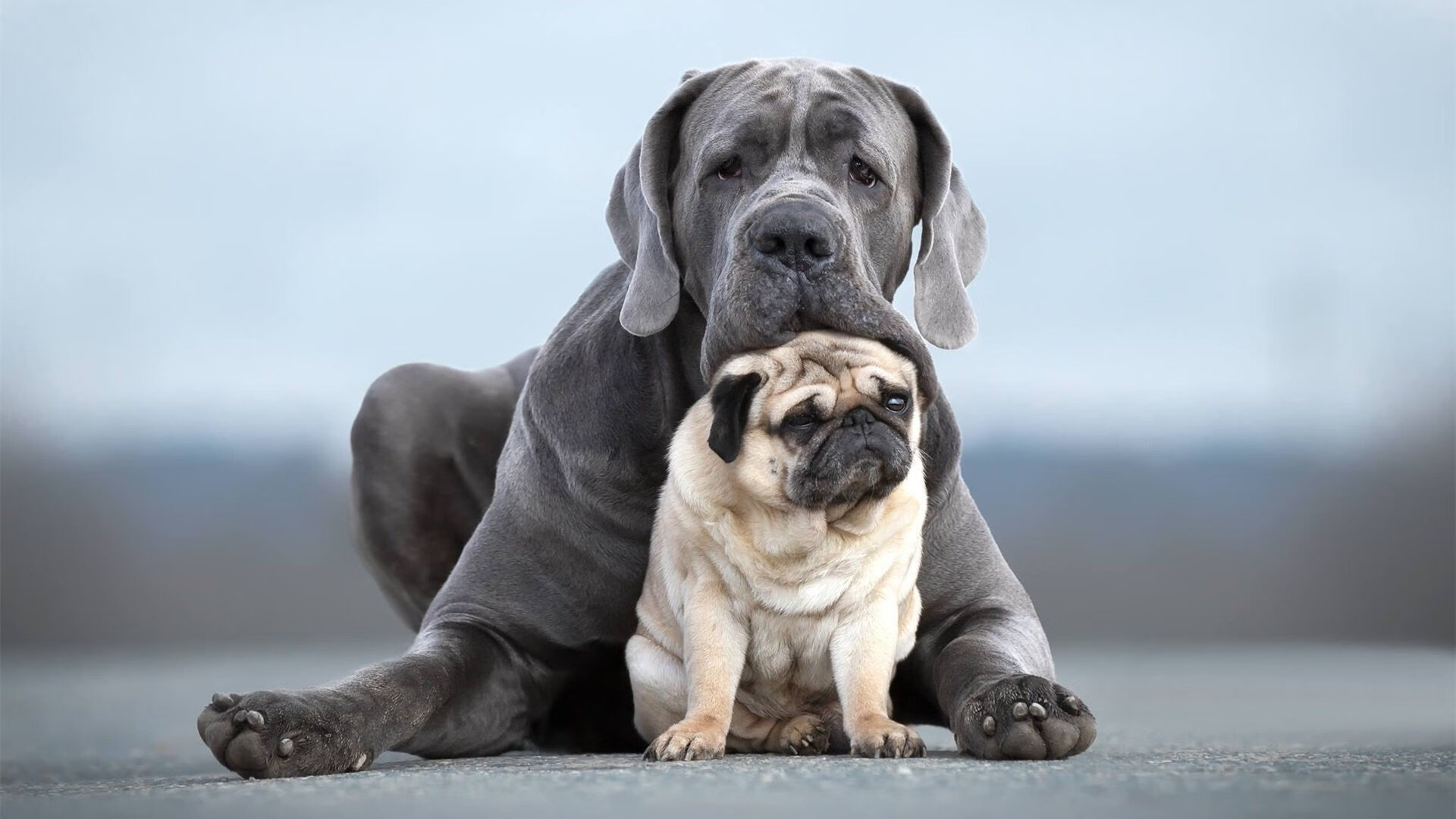 欧冠焦点战,钢铁雄鹰如何啄碎骑士盔甲?