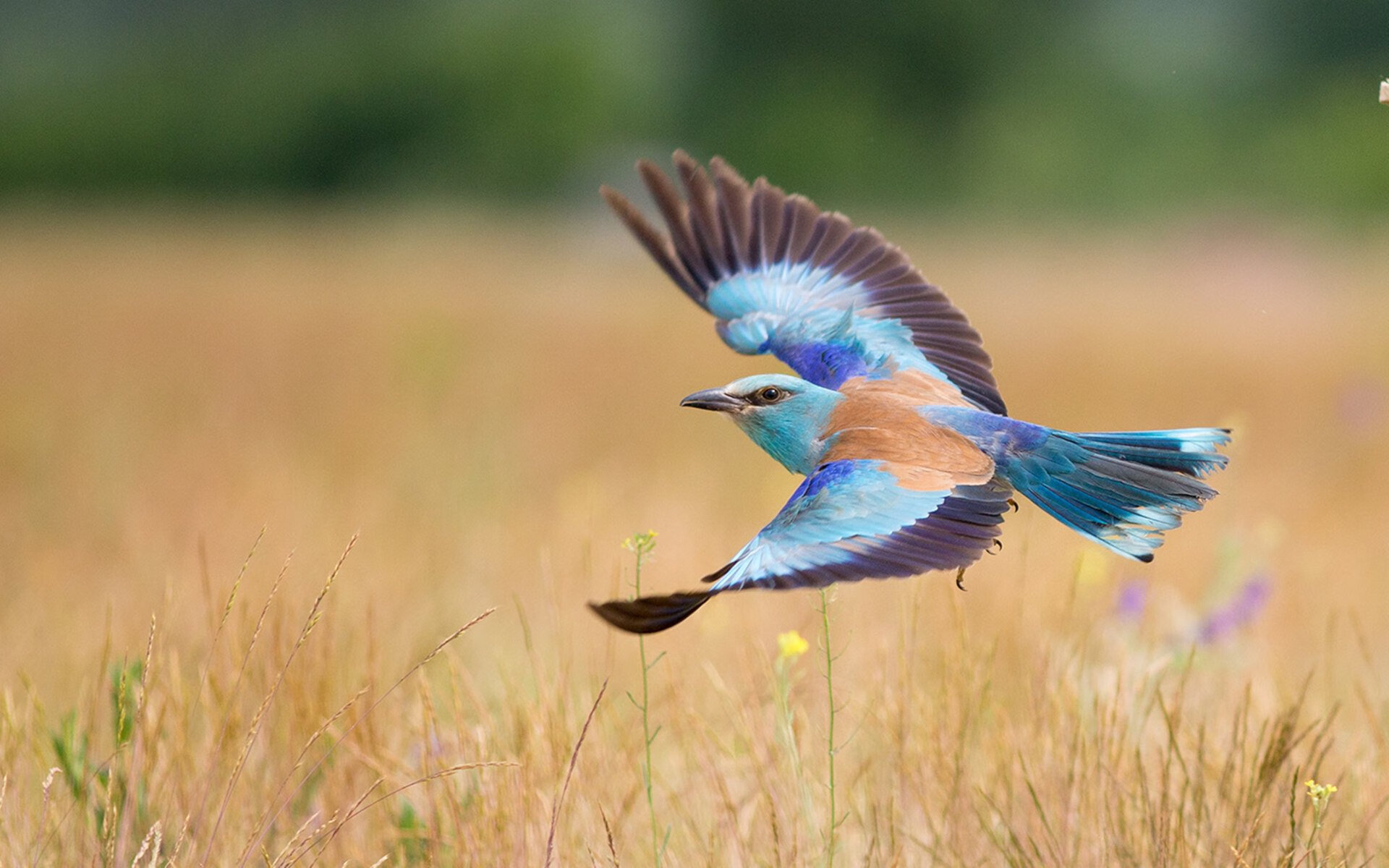 魔笛奏响绿茵,红白军团点亮彩虹之国