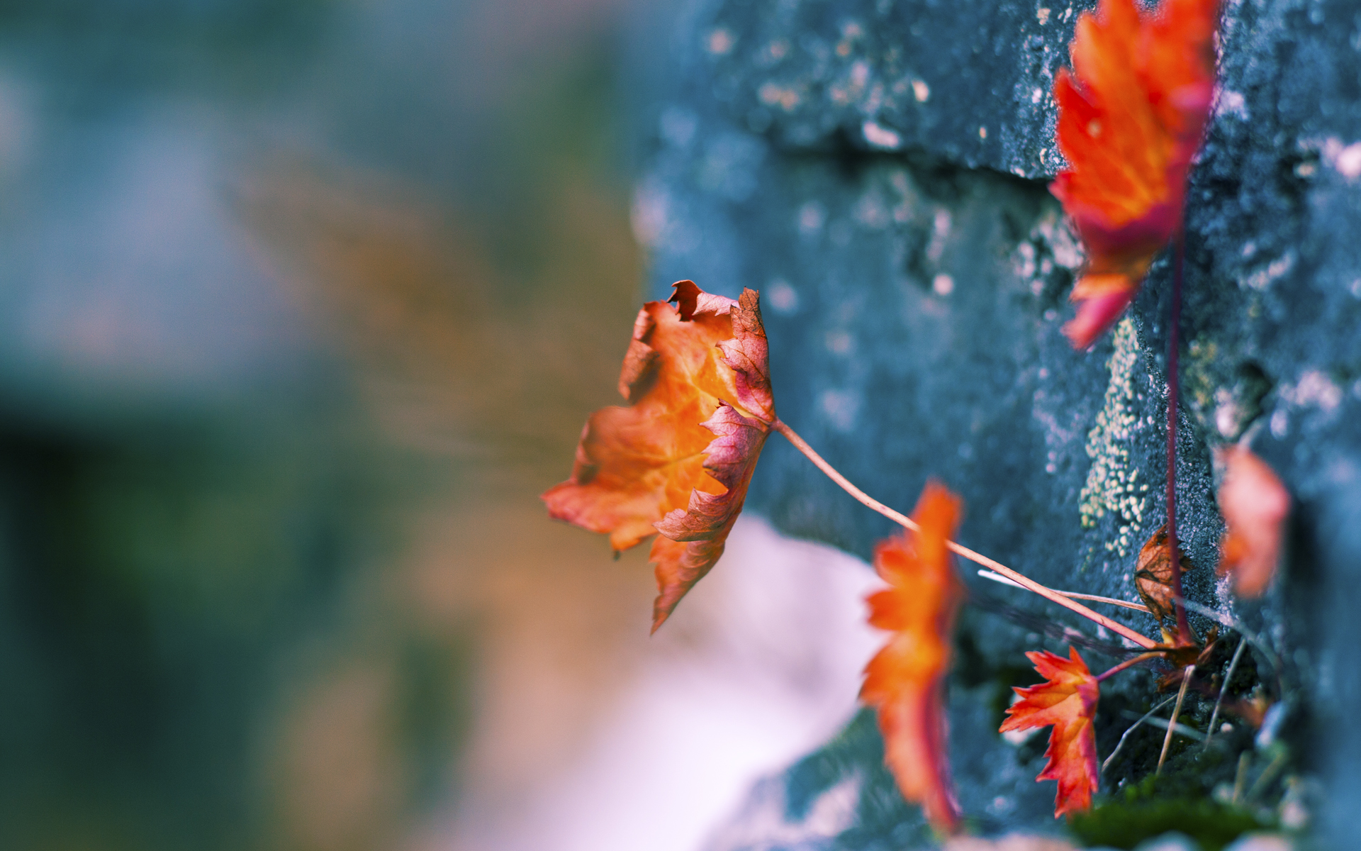 绿茵场上的战术演绎，莫德里奇传奇依旧，多特蒙德压制美国新星