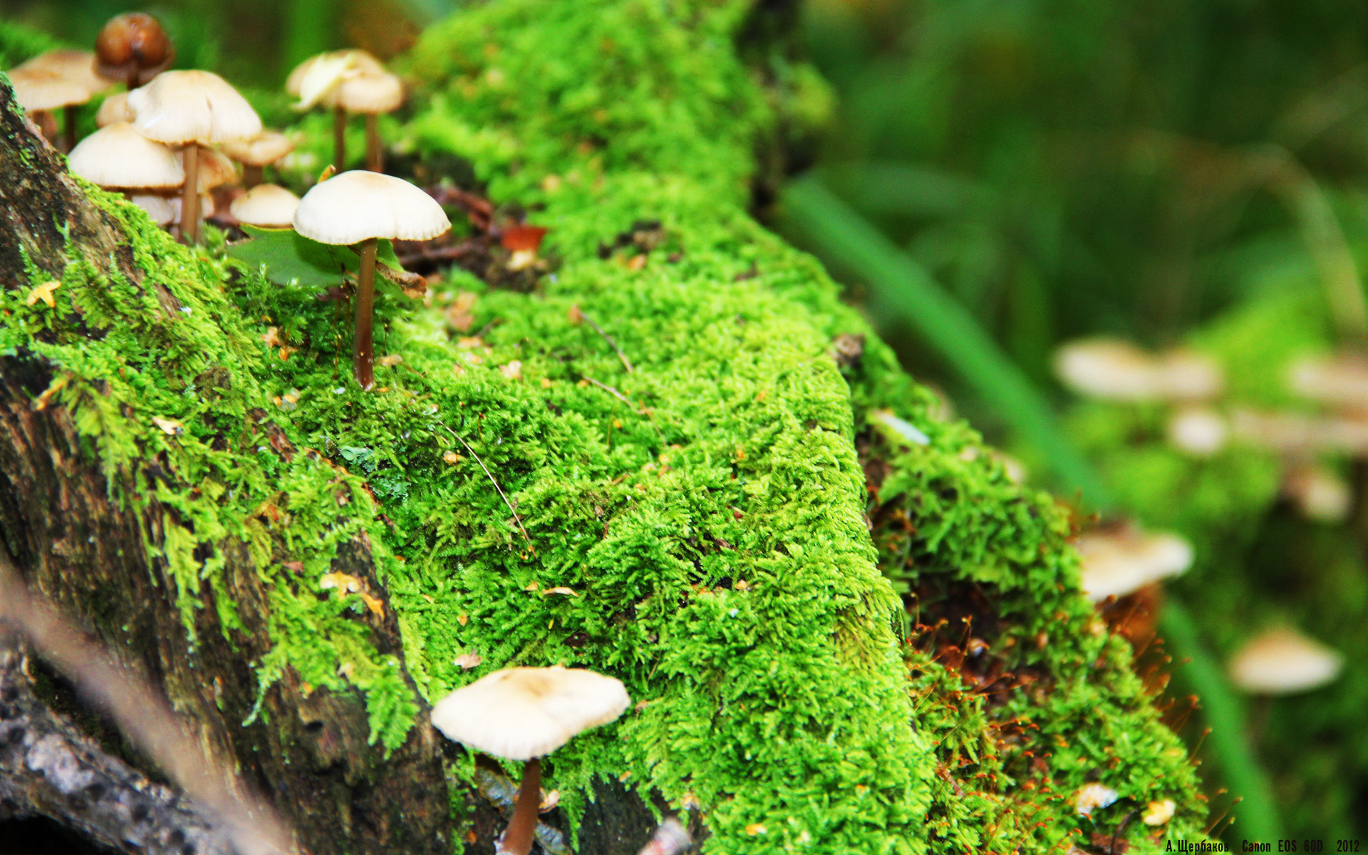 绿茵场上的无形之墙，坎特一己之力主宰卡塔尔与摩洛哥之战