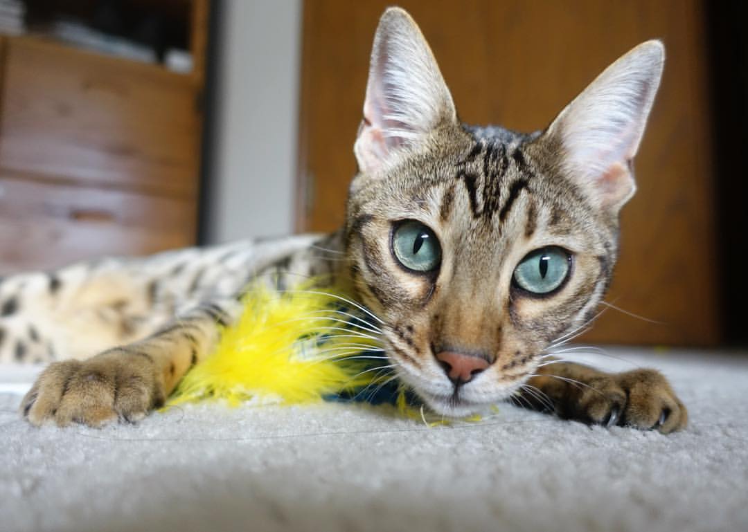 世俱杯时间-武切维奇闪耀关键时刻，雷霆力克步行者收下关键胜利