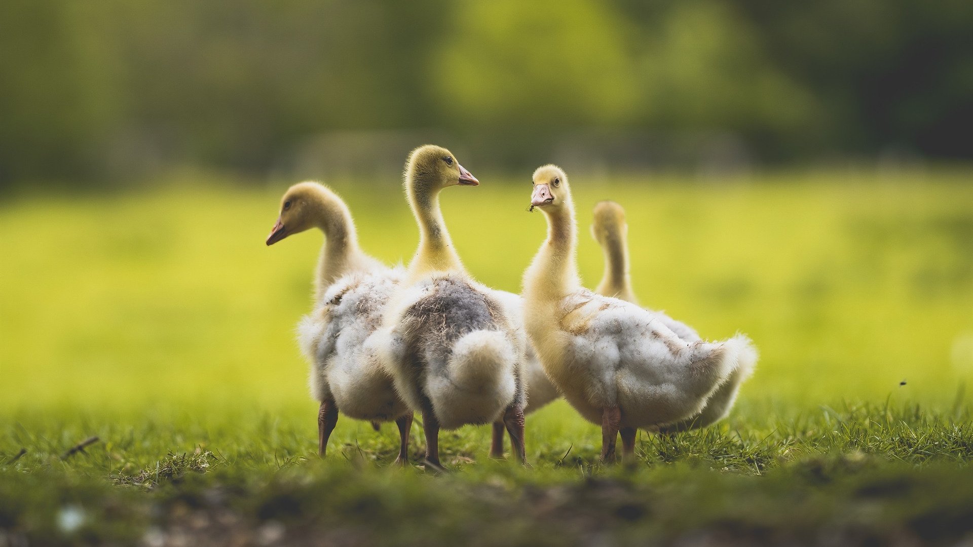 世界排名争夺战之夜，努涅斯全程高能输出的极限表演