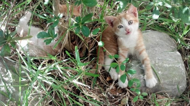 法兰西红龙吞噬东方序曲，当F1新赛季在引擎咆哮中写下法式注脚