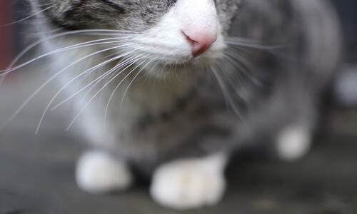 夜魔觉醒，哈弗茨关键节点连斩，撕裂东部终极黑夜