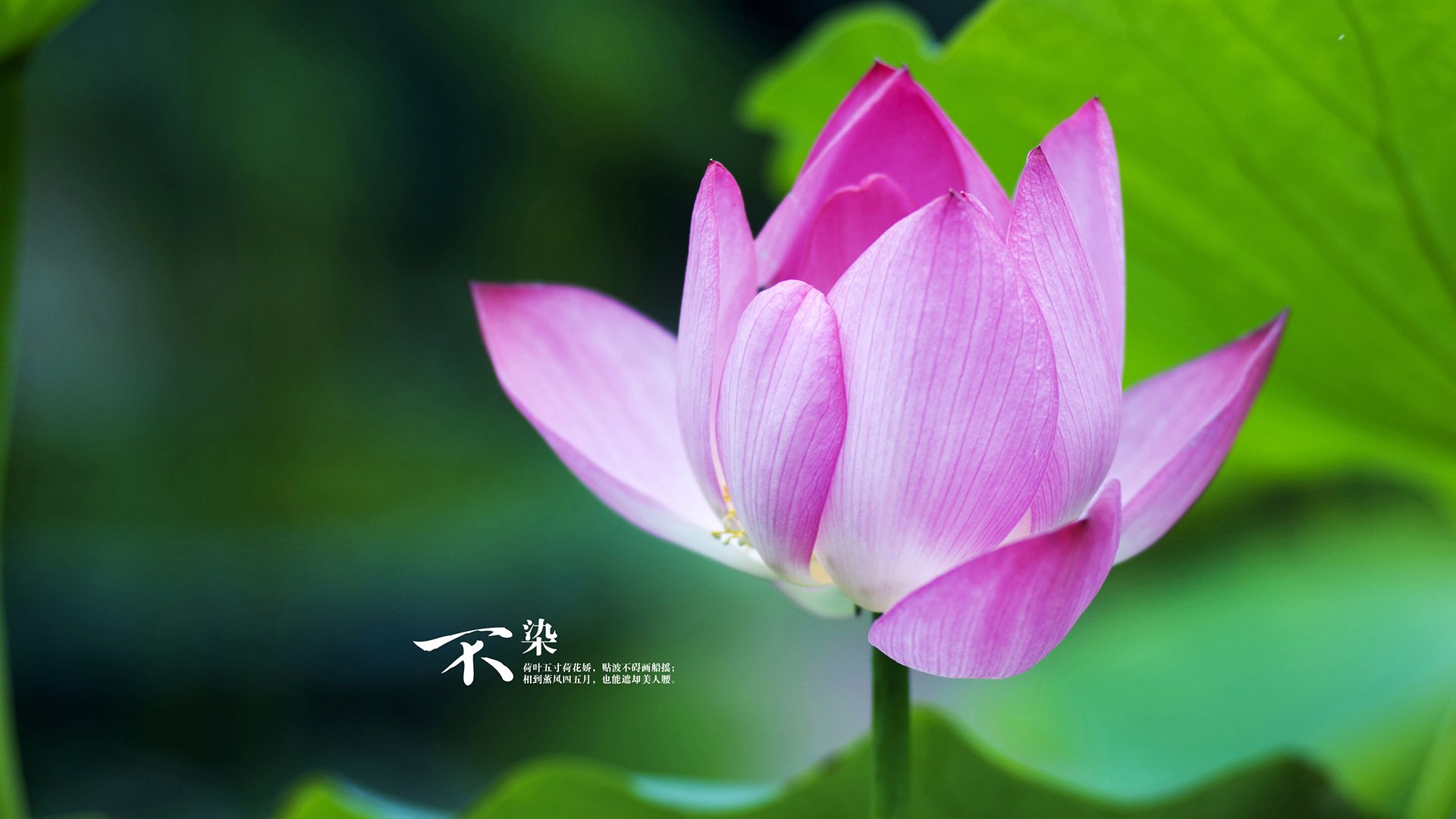 斗牛士的狂舞,西班牙全面压制乌拉圭,塔雷米独耀全场锁定胜局